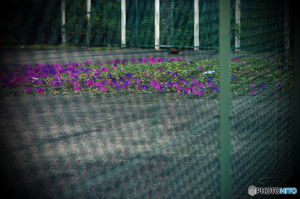 フェンスのムコウを夏の名残りが這う
