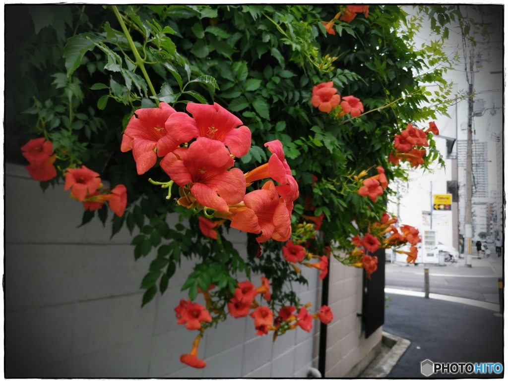 凌霄花咲く街角