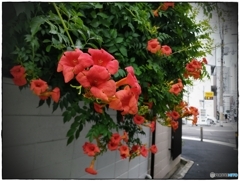 凌霄花咲く街角