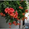 凌霄花咲く街角