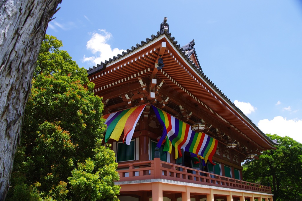 風わたる智積院・金堂