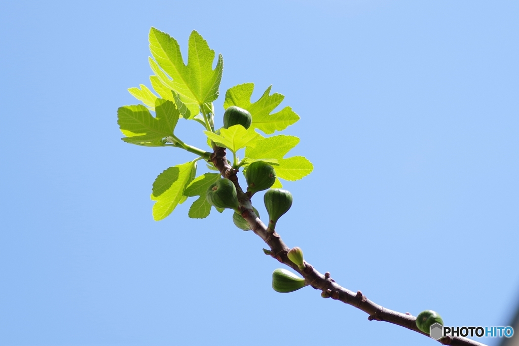 秘めたる花を持つ果実②