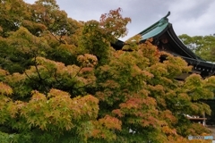 ラストウォーキング紅葉in大阪城