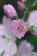 シダルセアベビー