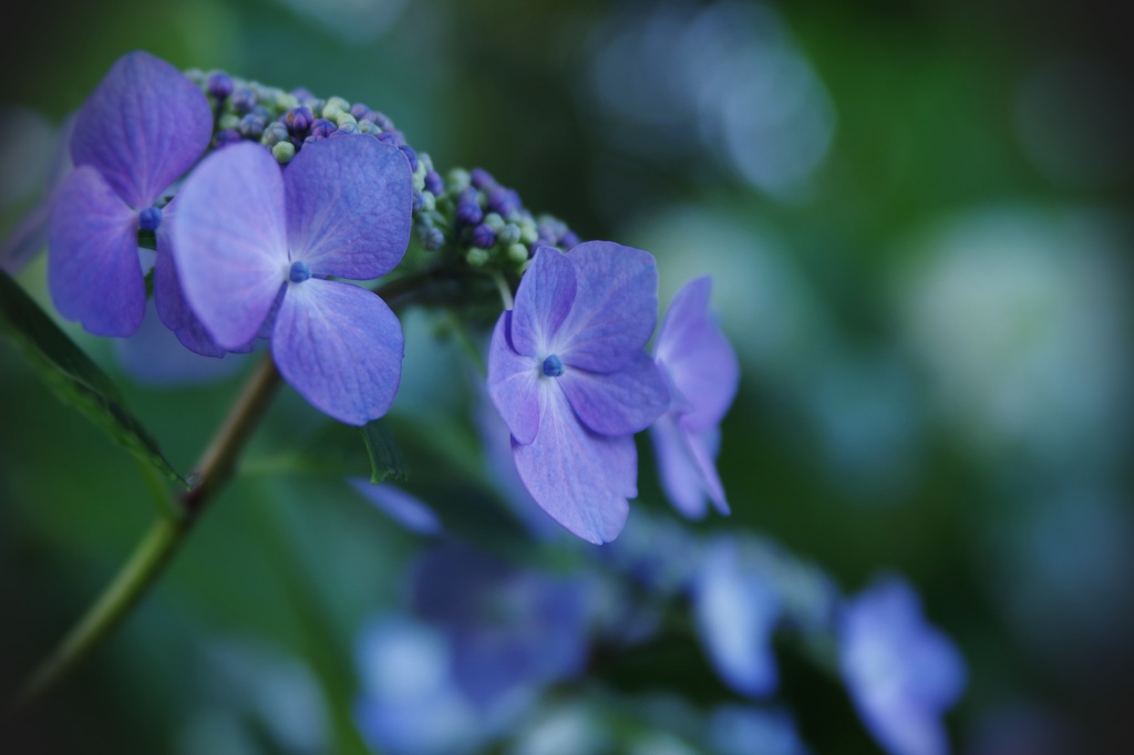 紫陽花の季節