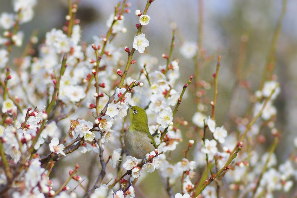トリミングしまくりウメジロー