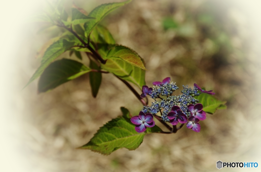 紫陽花の紅梅