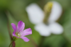 野の花①