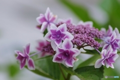 見守る星のように…