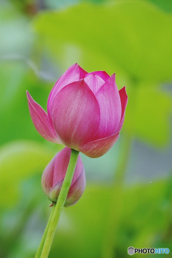 咲くやこの花館 蓮展