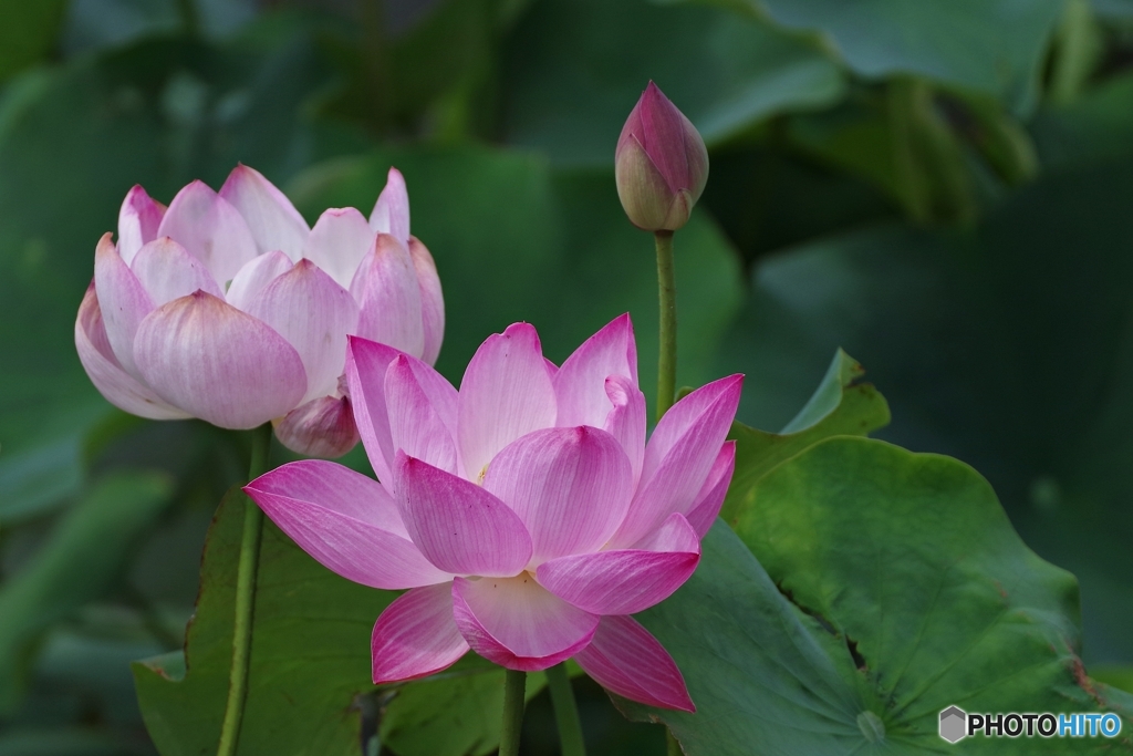 前池で寄り添う蓮花