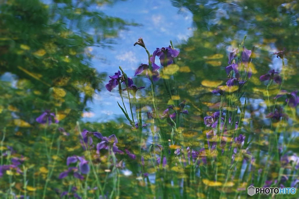 五月晴れの菖蒲池