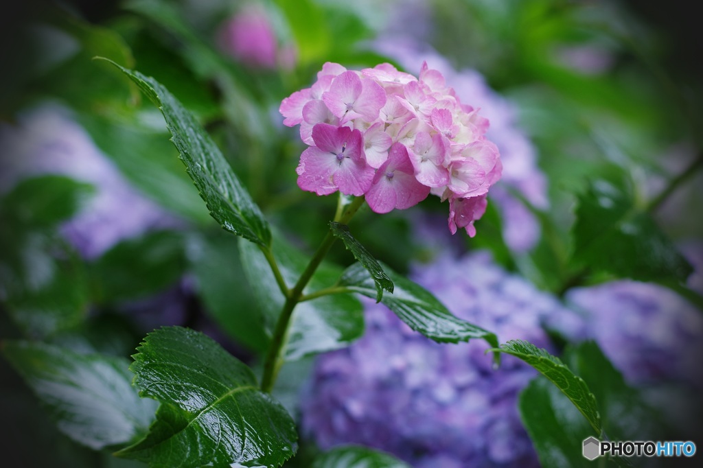 雨✲華