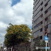 街路樹としてのミモザ