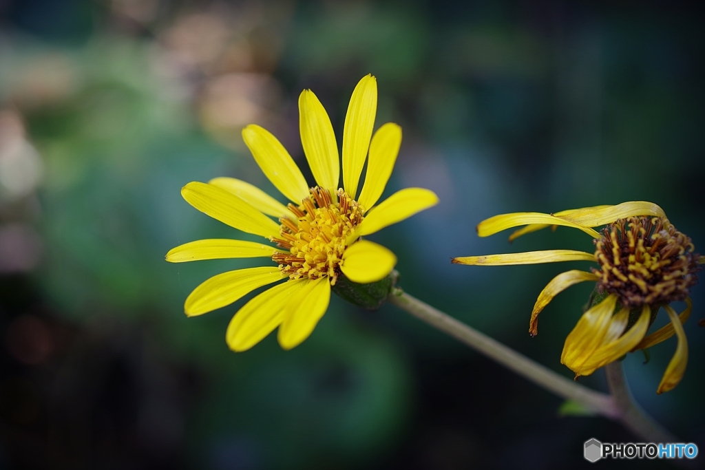 石蕗の花