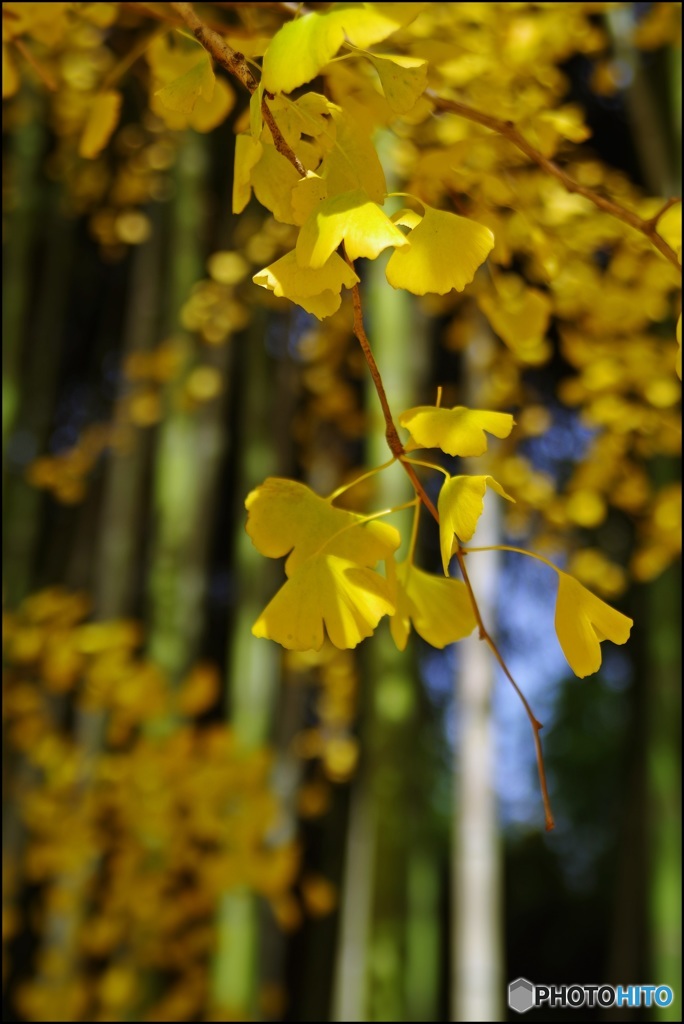 今宮神社参道④冬陽に輝く