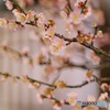 愛らしい盆梅・鶯宿