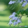 帰り道の瑠璃茉莉