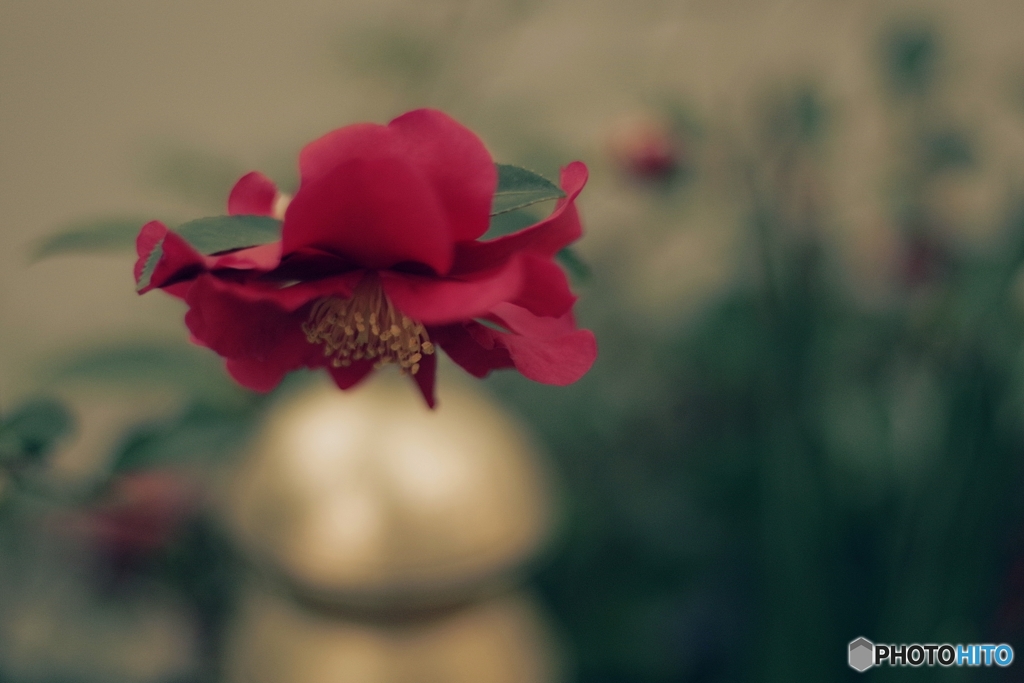 ゆうぐれ山茶花