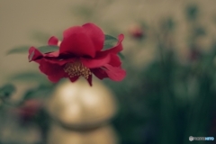 ゆうぐれ山茶花