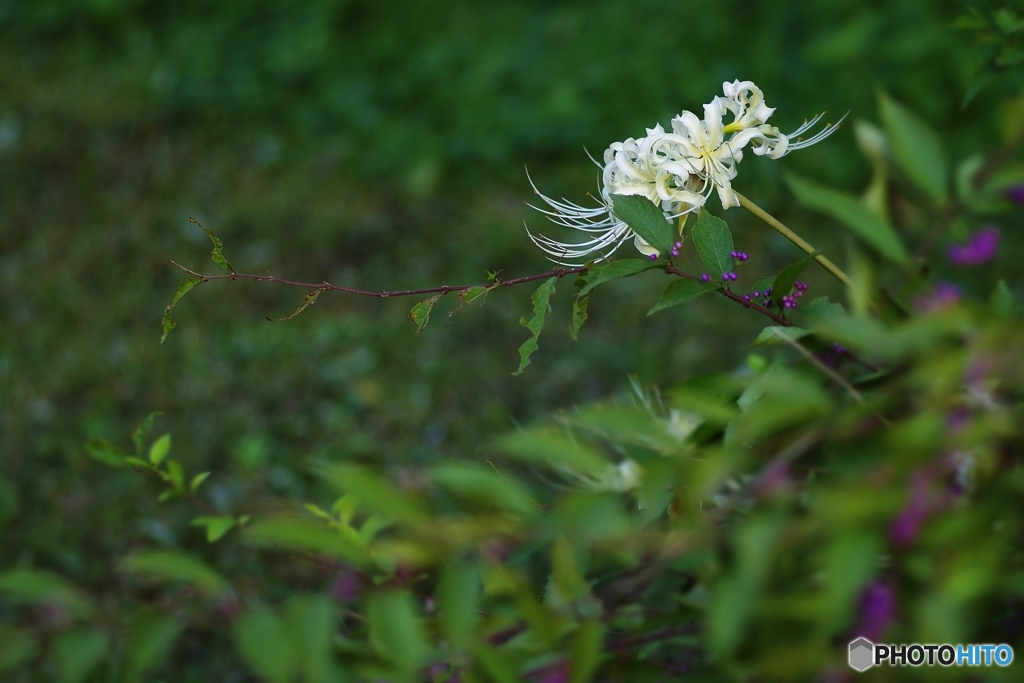 白花