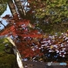 池の中の世界