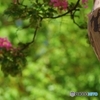 猿滑 猿は滑るのか？