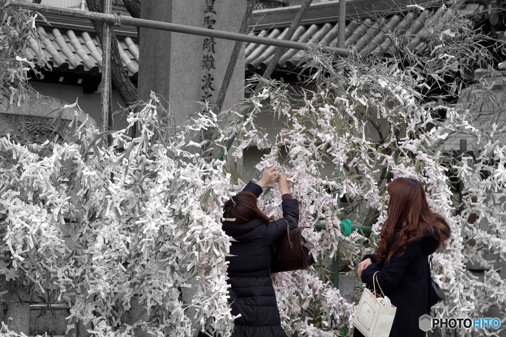 願いを込めたおみくじの花