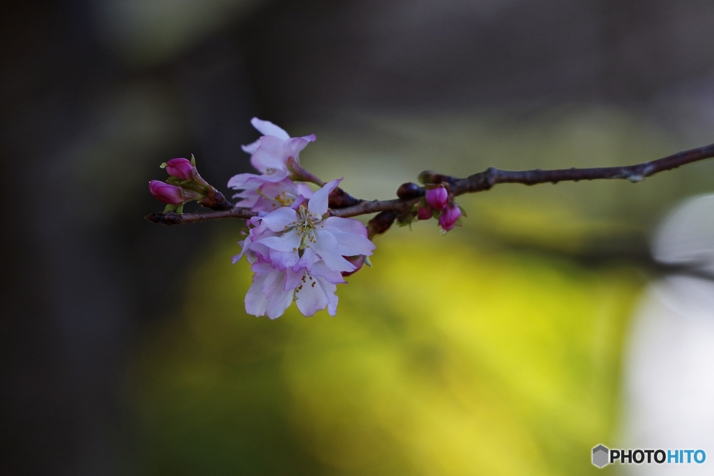 身を寄せ合う冬桜？
