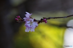 身を寄せ合う冬桜？