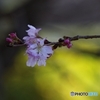 身を寄せ合う冬桜？
