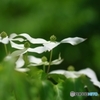 山法師