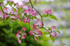 花水木
