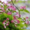 花水木