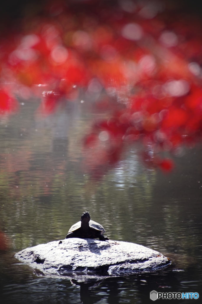 亀さんの紅葉狩り♪