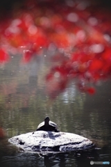 亀さんの紅葉狩り♪