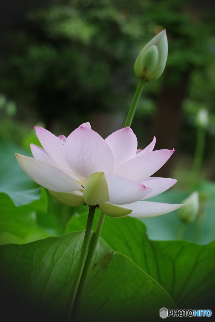 令和の初蓮