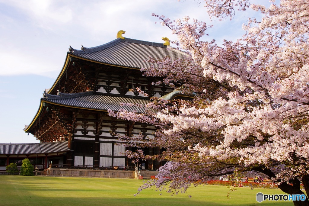 東大寺大仏殿の春❀