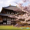 東大寺大仏殿の春❀