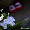 だるまさんと季節の花 シャガ
