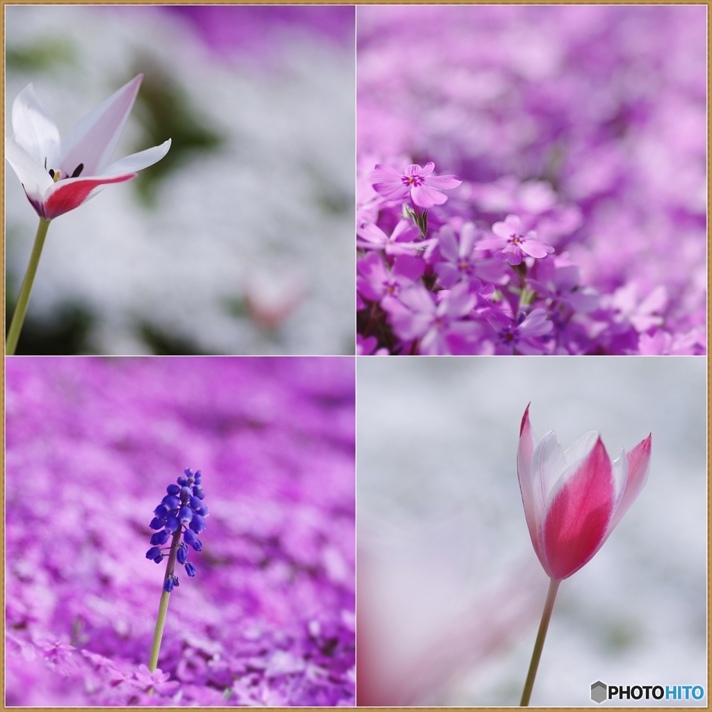 馬見丘陵公園 春の花たち