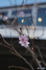 中之島 ビル街の冬桜