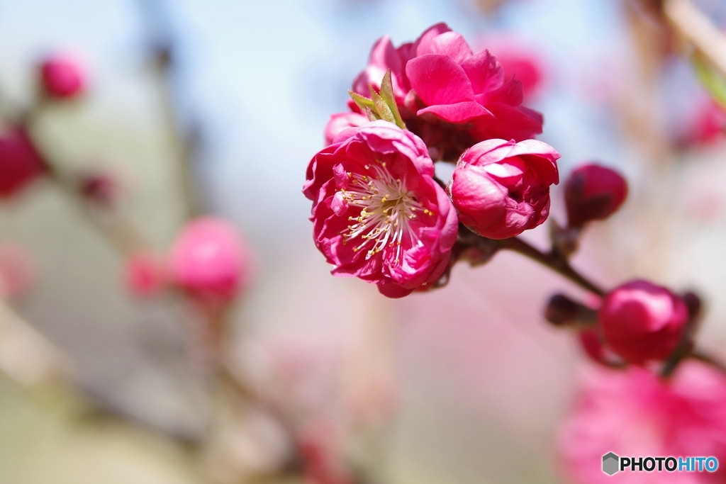 藤田邸跡公園の花桃