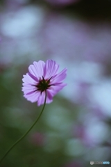 光に輝き光を歓ぶ