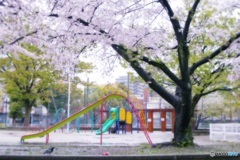 ある雨の日、普段着の桜