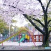 ある雨の日、普段着の桜