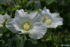 真白な芙蓉