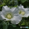 真白な芙蓉