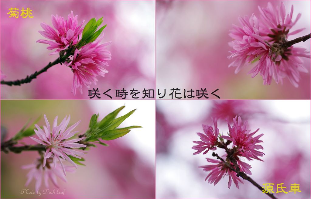 咲く時を知り花は咲く