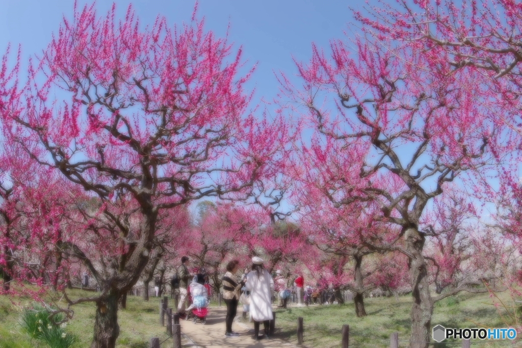 くれなゐの春に包まれて